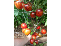 Томат Гаргамель (Gargamel)