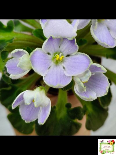 Vi-Лесная Нимфа (И.Виблая) 2021 г. (гёрл-листья)