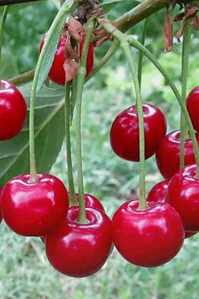 Вишня  Десертная Морозовой