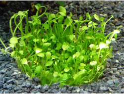 MARSILEA HIRSUTA/ МАРСИЛИЯ ХИРСУТА (меристемная)
