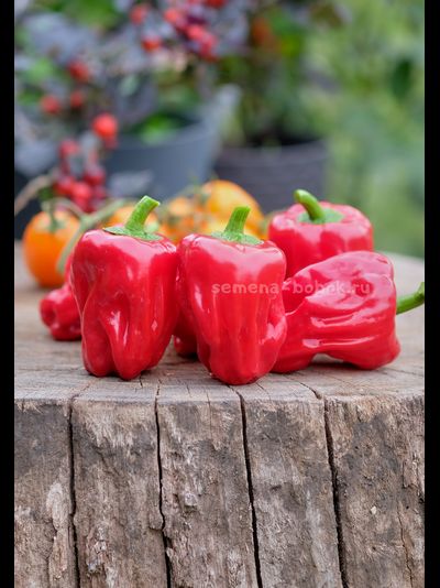 Перец сладкий Griolla De Cocina (Креольская Кухня), 10 шт