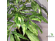 Ficus Racemosa White variegata / фикус ракемоза вариегатный белый