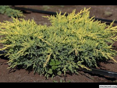 Можжевельник Голд Киссен