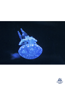 Фонарь подводный Yupard-A2 5хT6-1000Lm-УФ фиолет