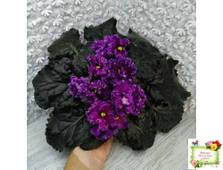 НД-Магнитная Аномалия Люкс (Н. Данилова-Суворова)