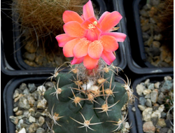 Matucana paucicostata - 10 семян