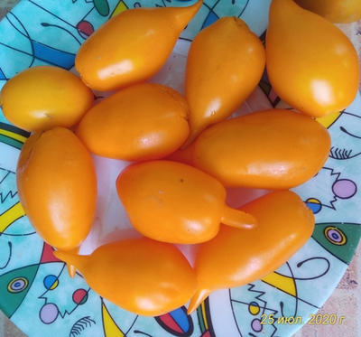 Томат Сокровище (Akmore Treasure)