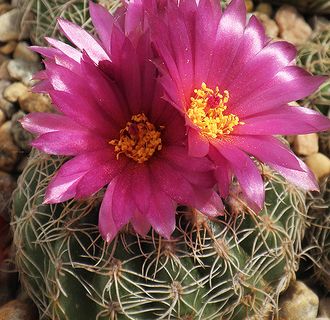 Notocactus uebelmannianus  v.nilsonii VG-1638 - 5 семян