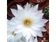 Echinopsis Subdenudata