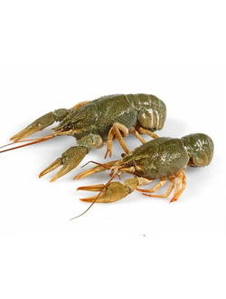 Живые раки (от 20 до 120 г)