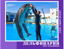 ДЕЛЬФИНАРИЙ В ШАРМ ЭЛЬ ШЕЙХЕ - ШОУ ПРОГРАММА
