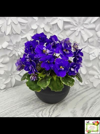 Star Wars (Baker) (пестролистный гёрл)