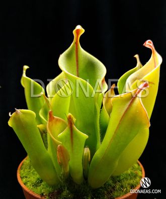 Heliamphora (Гелиамфора)