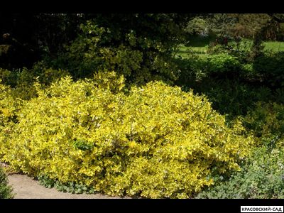 Бересклет Конадейл Голд - Canadale Gold