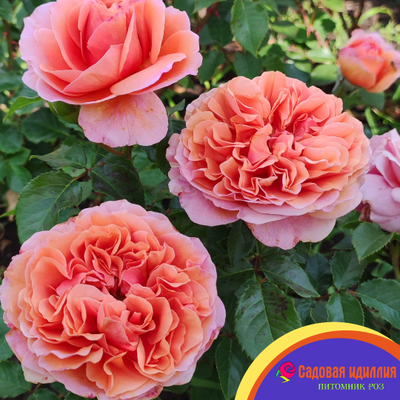 Бель Д,Анжу (Belle D'Anjou)