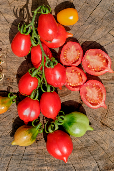 Томат Маленькое смущение Керстин (Kerstin`s piennolo), 10 шт