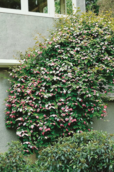 Актинидия Адам (муж.)