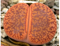 Lithops aucampiae v. koelemanii С256 - 10 семян