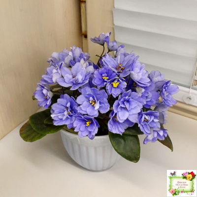 ЛЕ-Голубой Дунай (Е. Лебецкая) 2018 трейлер (пасынок сорт посажен 20.10.25)