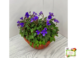 Teeny Bopper (L.Lyon) 5017 (08/27/1982) трейлер