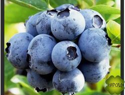 ГОЛУБИКА ДЮК (ДУК) (высокорослая, ранняя) саженец 3 года