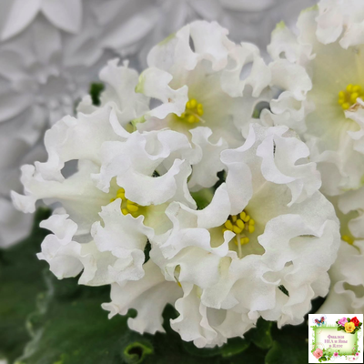 Dn-Macabeo (Д. Денисенко) 2019 г. (укоренённый лист)