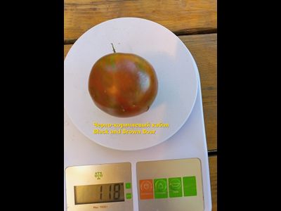 Томат Кабан чёрно-коричневый (Black and Brown Boar)