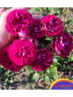 Спарклинг Бургунди (Sparkling Burgundy)