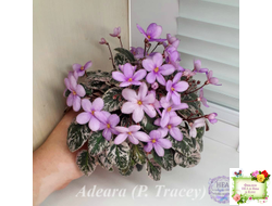 Adeara (P. Tracey) (3975) 06/02/1980 трейлер