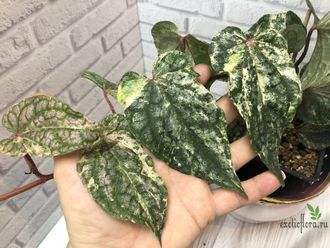 Перчик Сильватикум вариегатный / Piper Sylvaticum variegated