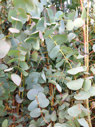 Гидролат Эвкалипт серебряный (Eucalyptus cinerea) 100 мл