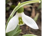 Galanthus 25-4