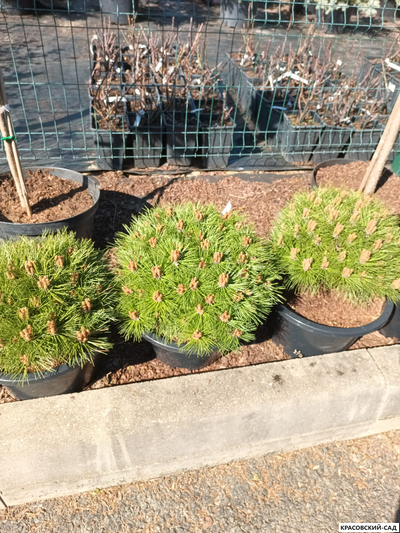 Сосна Мари Брегон - Marie Bregeon