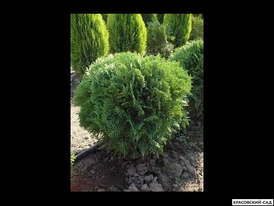 Туя западная Вудварди - Woodwardii