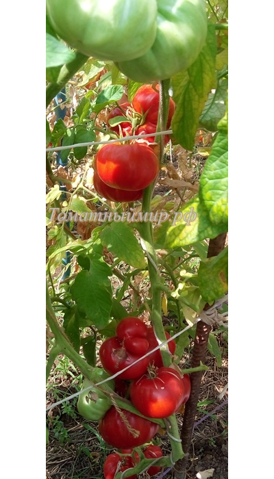 Томат Дикая роза