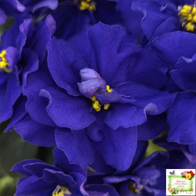 Р-Голубика (В. Зуб) 2023 г.