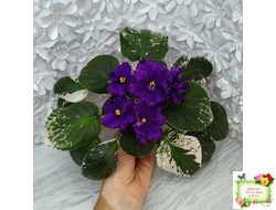 РМ-Черный Оникс (Н. Скорнякова) 2023 г. (розетка на фото переукоренена 18.09.25)