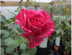 Пинк интуишн (Pink Intuition), Ч/Г, Arnaud Delbard