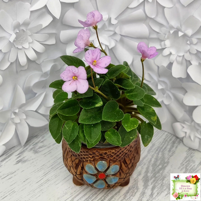 Frosted Fantasy (C.Sotkiewicz) трейлер