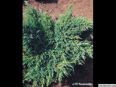 Можжевельник Блю Свид - Blue Swede