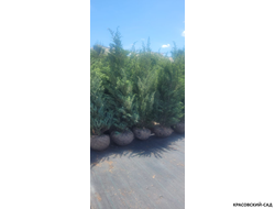 Можжевельник Мунглоу - Moonglow