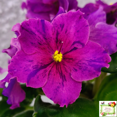 Dn-Cherchez la Femme (Д. Денисенко) 2020 г.