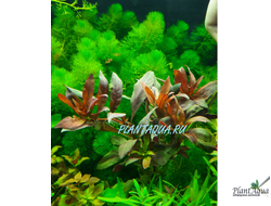 Людвигия гландулоза (пучок)