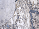 КОВЕР LUCCI P1263 - D.BLUE / D.BLUE / 1.56*2.3 М OVAL
