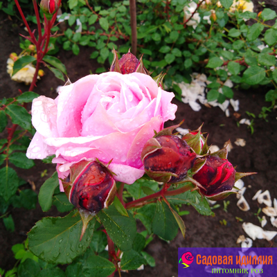 Дитер Мюллер (Dieter Muller)