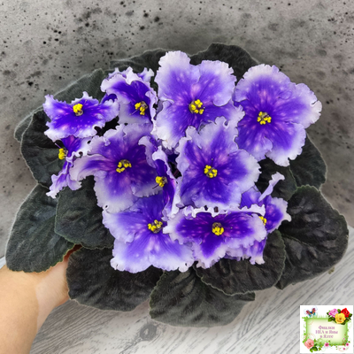 Dn-Огни Бродвея (Д. Денисенко) 2020 г.