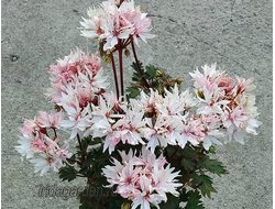 Пеларгония Ирида Домино