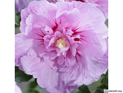 Гибискус Лавендер Шифон - Lavender Chiffon