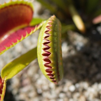 Dionaea muscipula Tiger teeth