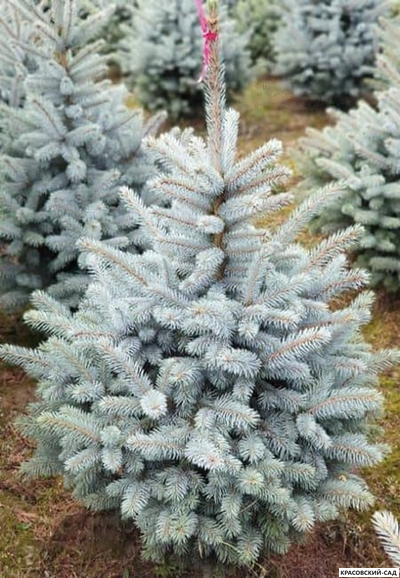 Ель Маджестик Блю фото в саду - красовский-сад.рф